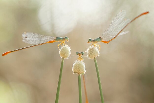 Beautiful Damselflies On Nature Place