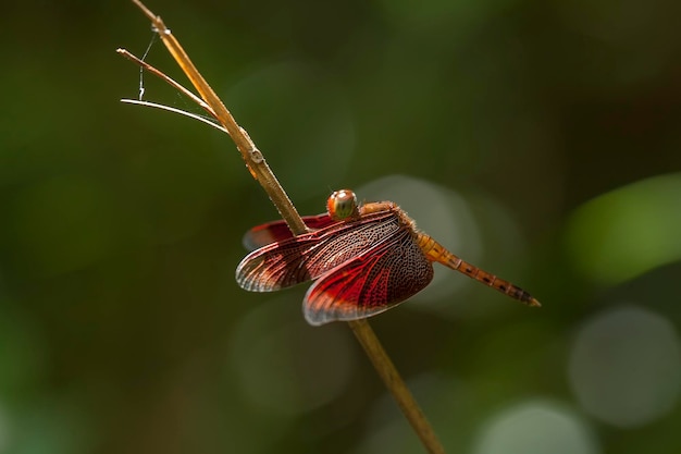 사진 자연 장소에 아름다운 damselflies