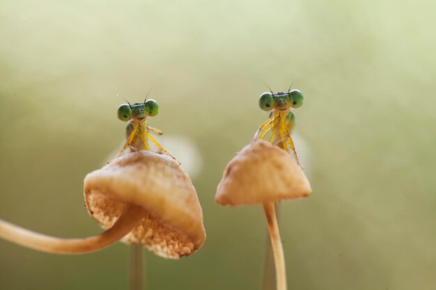 사진 자연 장소에 아름다운 damselflies