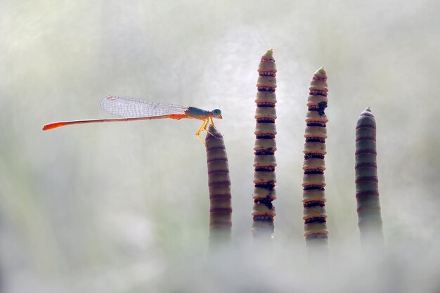 사진 자연 장소에 아름다운 damselflies