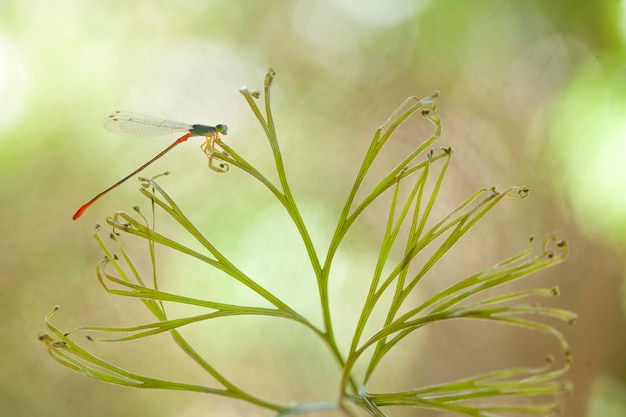 사진 자연 장소에 아름다운 damselflies