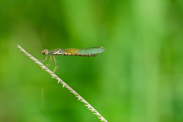 Photo beautiful damselfly on leaves edges