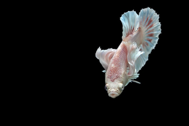 Beautiful dancing of fancy dumbo ear betta fish