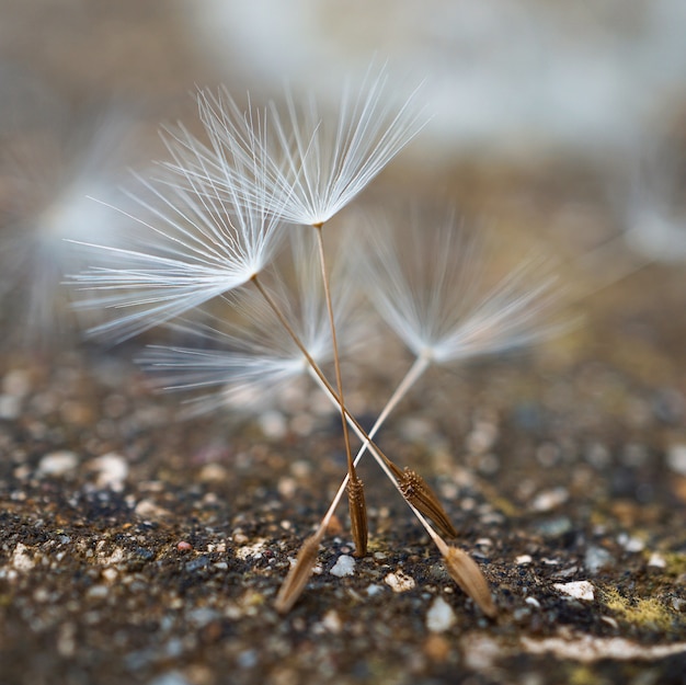  the beautiful dandelion flower in the garden in the nature