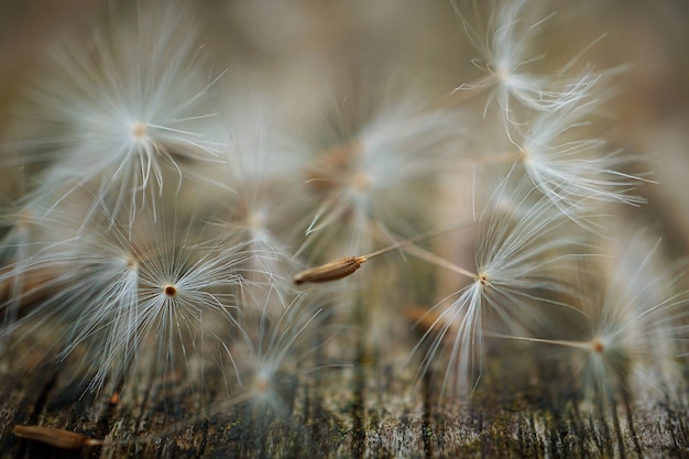 the beautiful dandelion flower in the garden in the nature