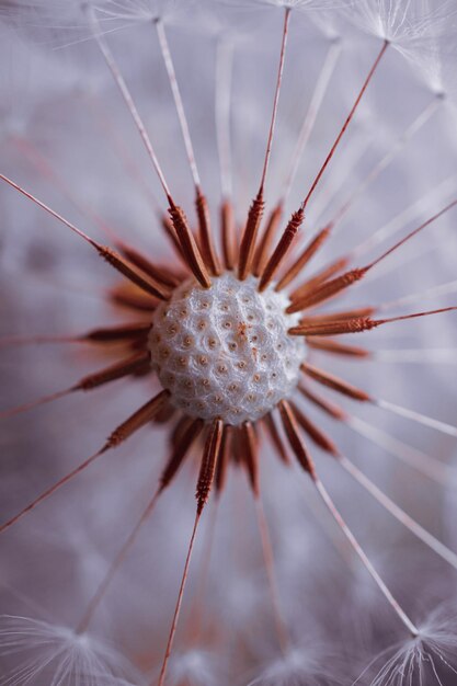 Foto bella pianta di fiore di dente di leone nella natura sfondo astratto stagione autunnale