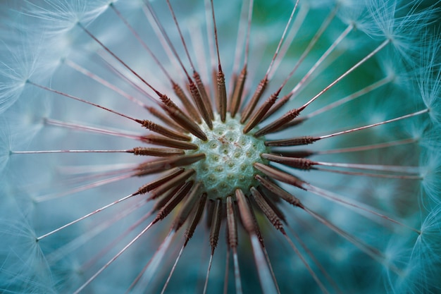 Beautiful dandelion flower plant in the nature