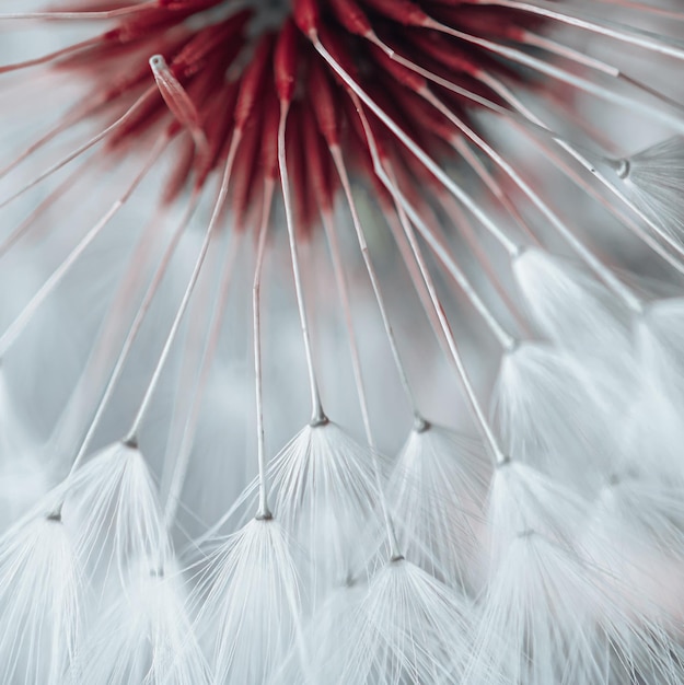 Foto bel seme di fiore di dente di leone in primavera