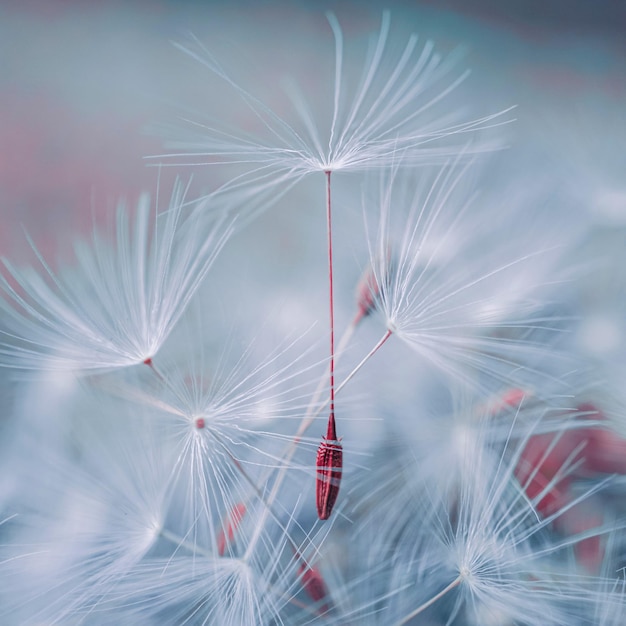 Bellissimo seme di fiore di tarassaco nella stagione primaverile