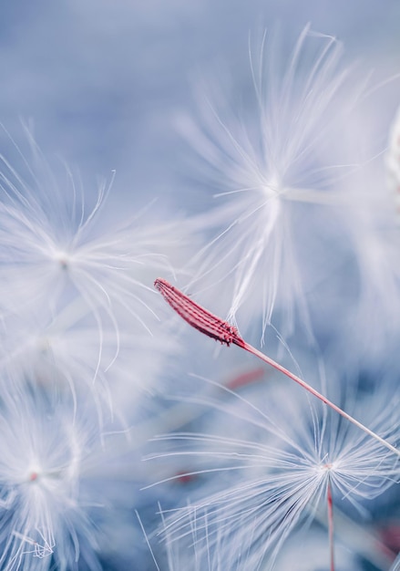 春の美しいタンポポの花の種