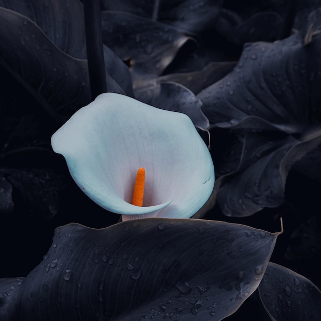 春の美しいタンポポの花の種