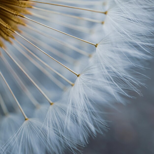 春の美しいタンポポの花の種