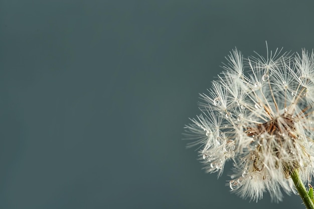 Beautiful dandelion flower with water drops on color background closeup