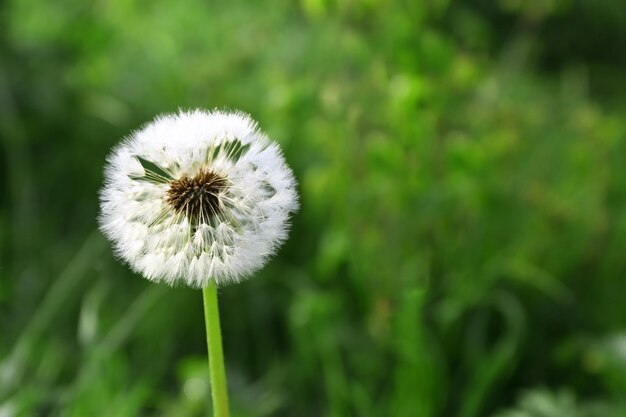 Beautiful dandelion flower