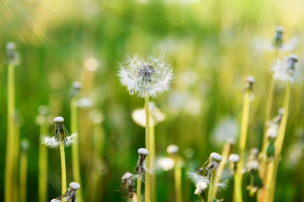 Beautiful dandelion flowers with flying feathers in the garden