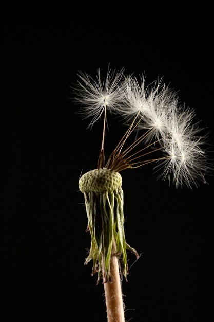 Photo beautiful dandelion with seeds on black background