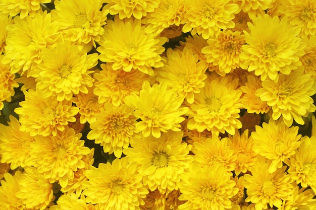 Фото Красивый одуванчик, желтые цветы расцветает в саду.