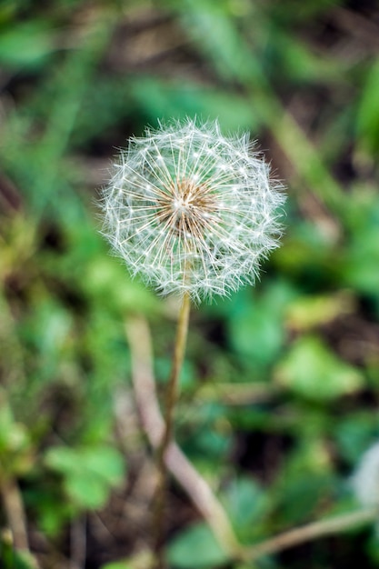 Beautiful dandelion