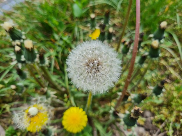 A beautiful dandelions flowers outdoors dandelion in the garden