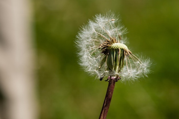 Beautiful dandelions on a green background