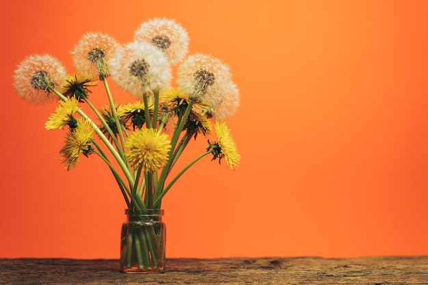 Beautiful danelion in glass vase on a old oak wooden table and coral orange background