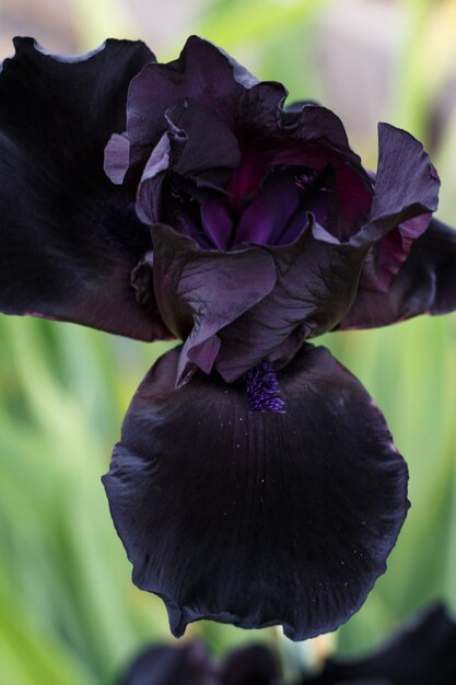 Photo beautiful dark blue iris flower.