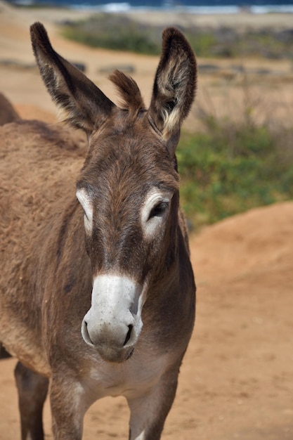 Photo beautiful dark brown and white wild donkey