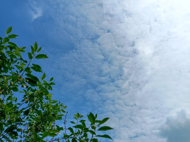 beautiful, dark, green, leaves, cherry, against the background, clear, blue, sky, light, white