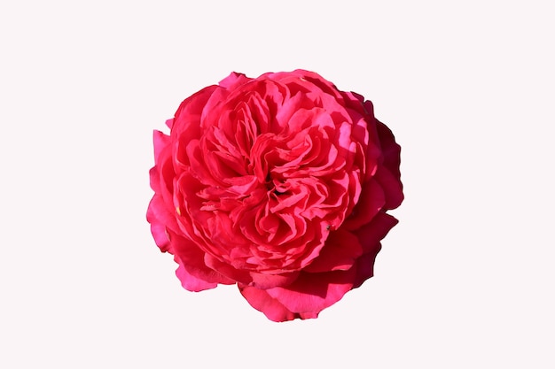 beautiful dark pink rose blossom isolated on white