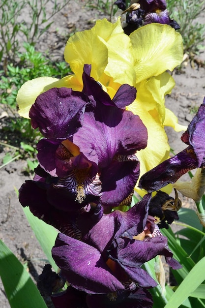 beautiful dark purple and yellow flowers grow in the village