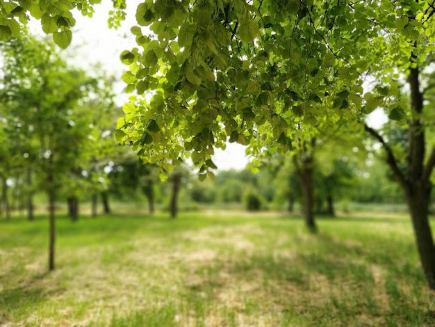 Beautiful deciduous forest Fragrant linden flowers Bright green foliage