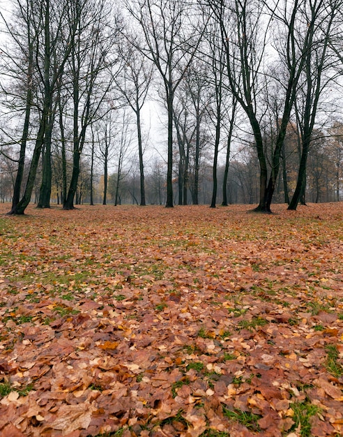 Beautiful deciduous trees in the autumn season during the fall of the leaves, the change of nature is seasonal