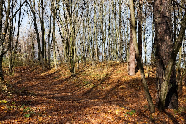 Beautiful deciduous trees in the autumn season during the fall of the leaves, the change of nature is seasonal