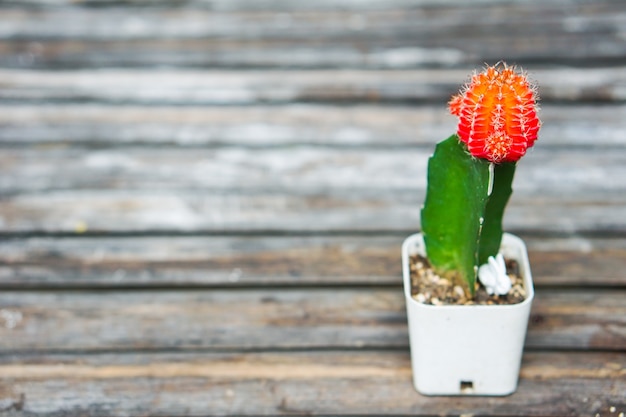 Bella decorazione piccolo fiore rosso cactus collocato sul vecchio tavolo di bambù