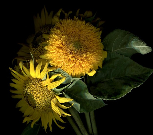 Beautiful decoratiive sunflowers