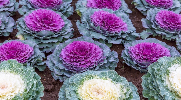 Beautiful decorative cabbage vegetable