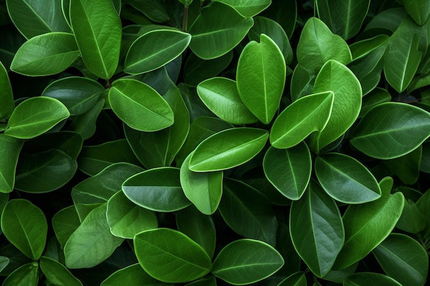 Beautiful decorative green leaves background