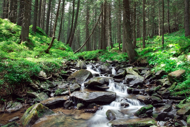 beautiful deep forest waterfall