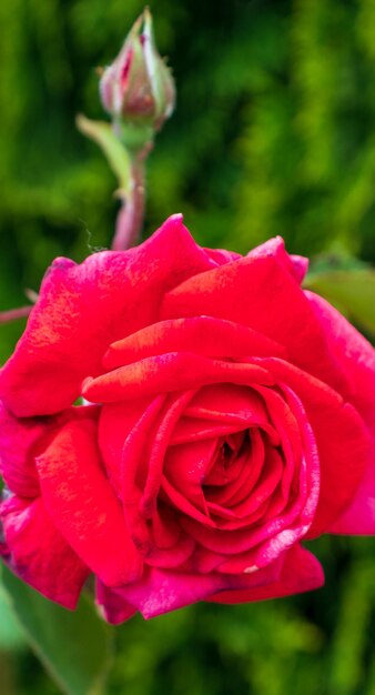 A beautiful deep pink rose growing in a garden