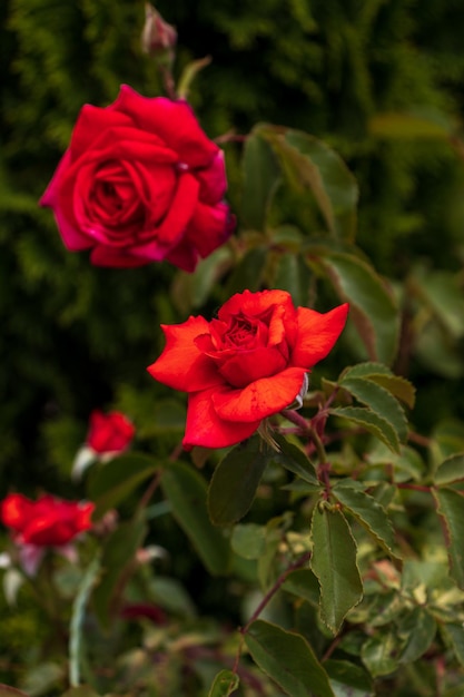 庭で育つ美しい濃いピンクのバラ