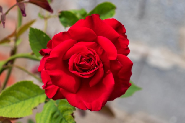 A beautiful deep pink rose growing in a garden