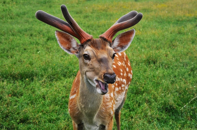 Beautiful deer on a green meadow