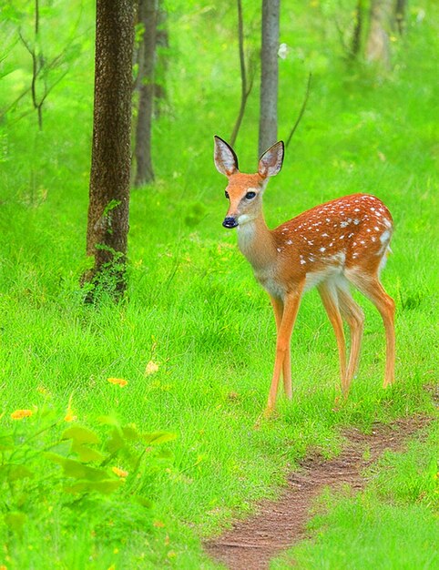 A Beautiful deer