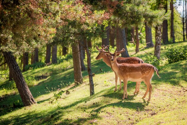 Beautiful deers in forest at sunrise Europe