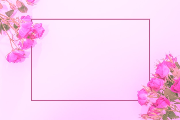 Beautiful delicate background with pink roses and a frame for your text. Flat lay, background for congratulations, template.