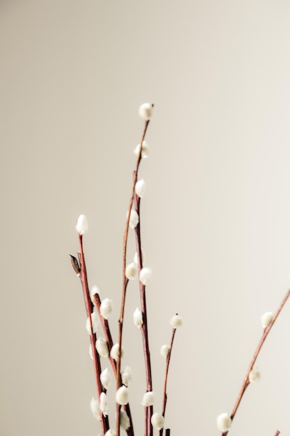 Foto bellissimo e delicato ramo di bazi in primavera prima di pasqua