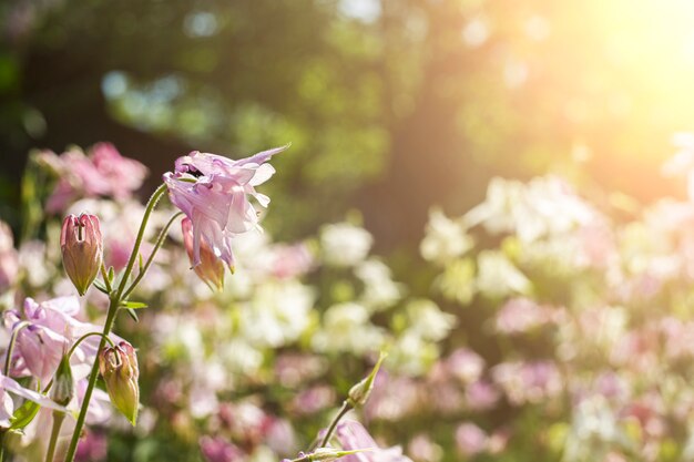 Beautiful delicate bells, summer flowers on a sunny day.