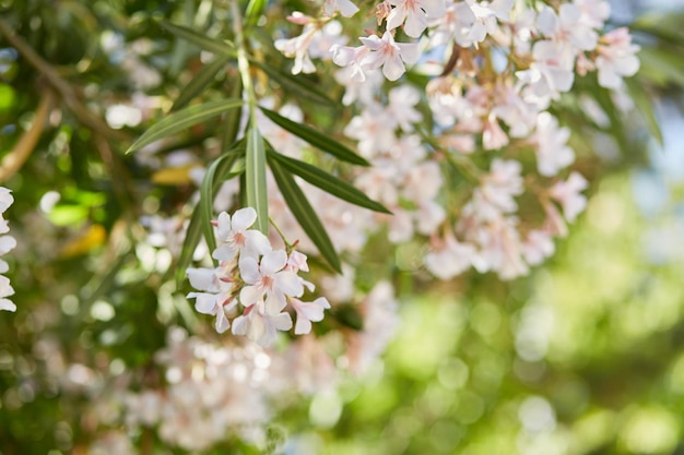 ボケ味の背景を持つ美しい繊細な咲く木シームレスなパターン高品質の写真