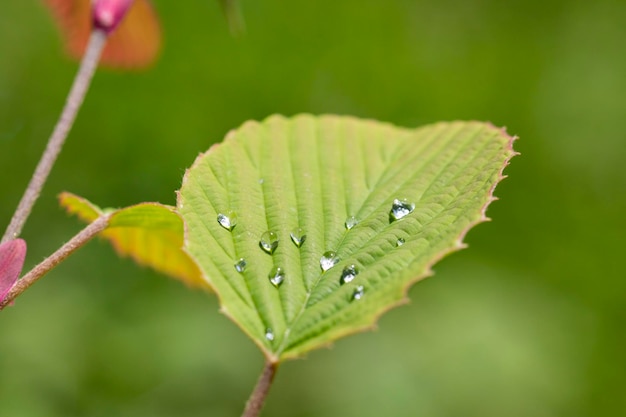 Beautiful delicate clover leaf with a beautiful texture and dew drops after rain