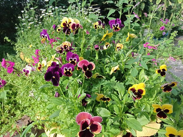 Photo beautiful delicate colorful flowers violas in the garden sunny during the day